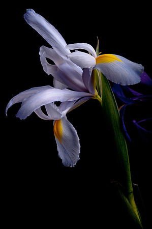 Iris
