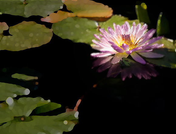 Water Lily, Filtered