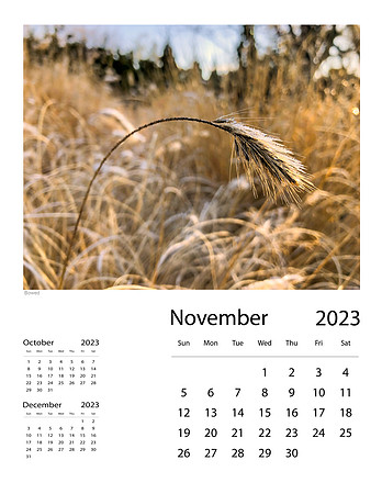 November_Final