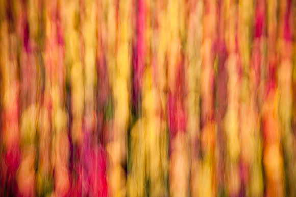 Tilden_20100427_153418