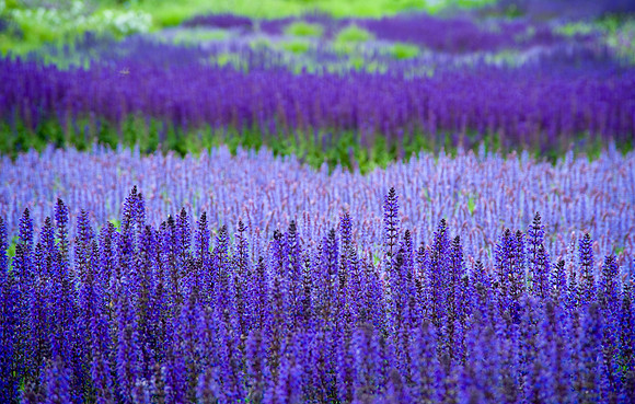 Tilden_20090607_152630