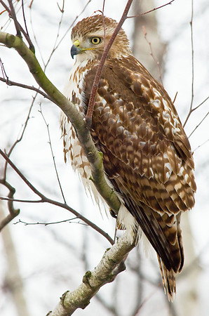 Red-Tailed Hawk