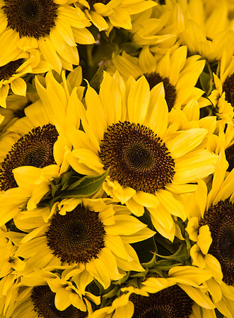 Sunflowers, Madison